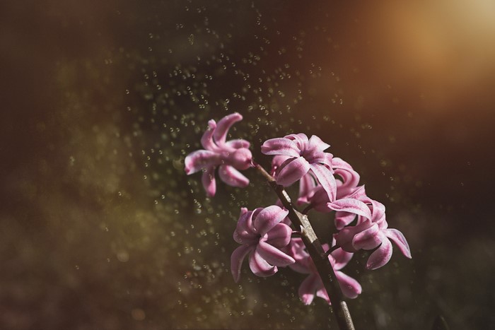 Pink Hyacinths with Bokeh and Sunlight
