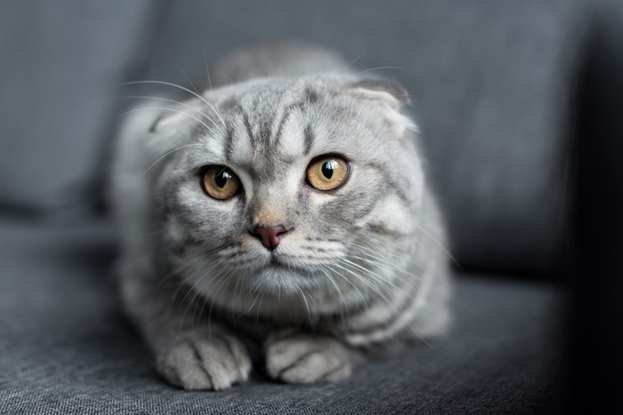 Scottish Fold Cat with Amber Eyes