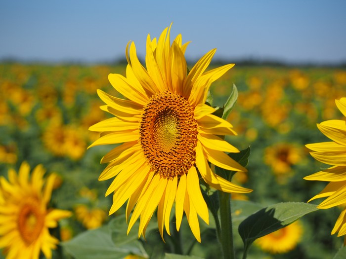 4K Sunflowers Closeup Bokeh Yellow