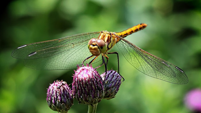 Yellow dragonfly on purple thistle buds