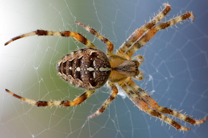 Common Cross Spider on Web