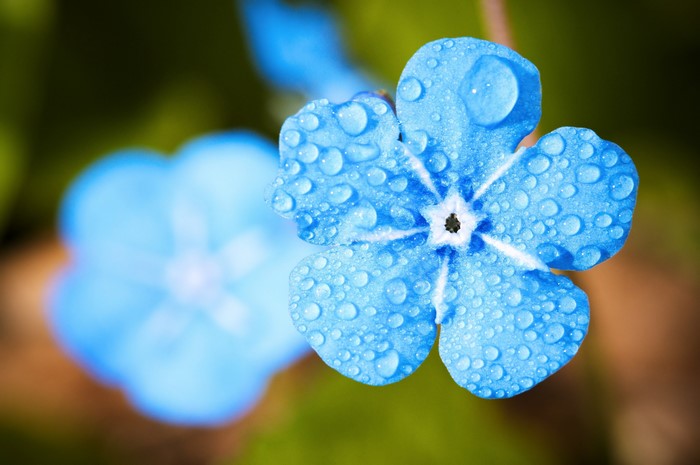 Close-up of a blue forget-me-not flower with water drops
