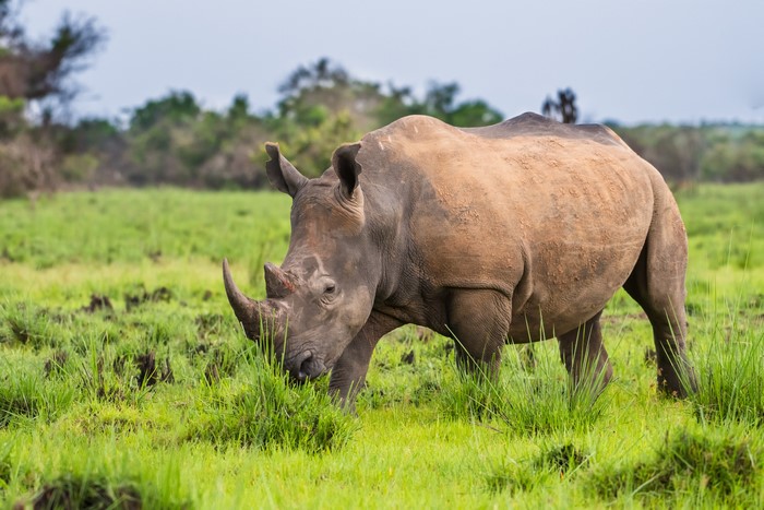 Rhino Grazing in Lush Green Grass