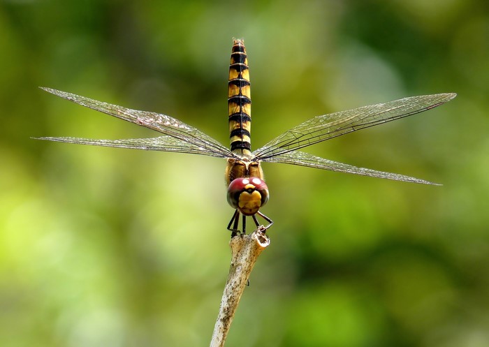 Dragonfly with striped abdomen perched on a branch