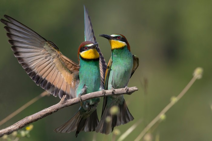 Two European Bee-eaters on a Branch