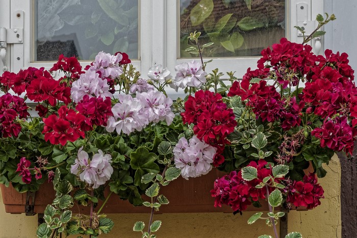 Window box with red and pink geraniums