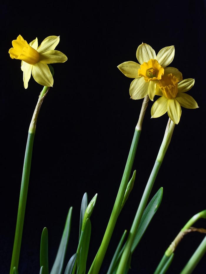 Yellow Daffodils with Buds on Black Background