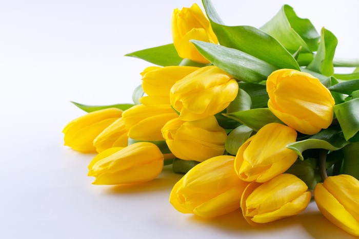 Yellow Tulips