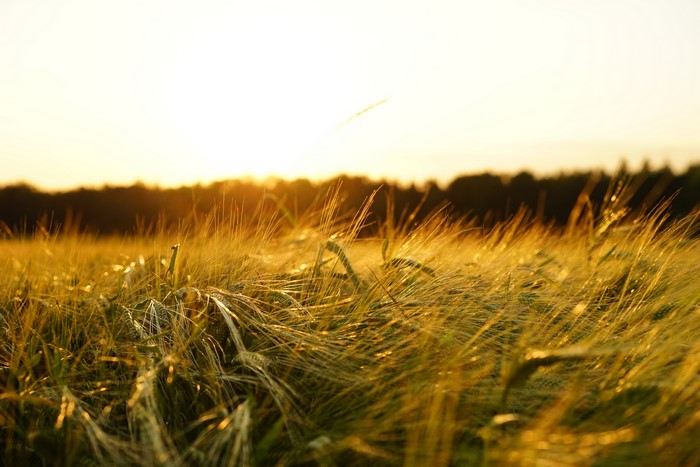 Field of wheat at sunset
