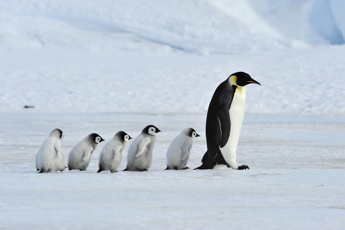 4K Emperor Penguins Family in Snowy Landscape