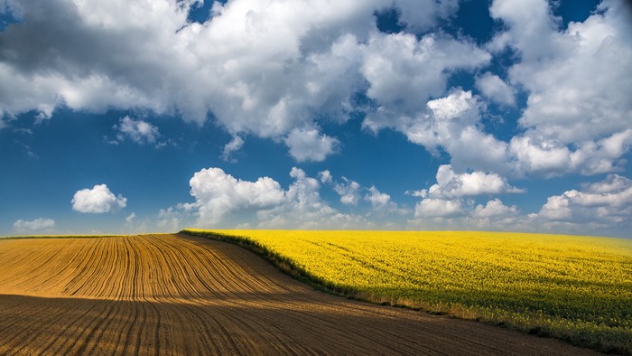 4K Rapeseed Fields Under Cloudy Sky