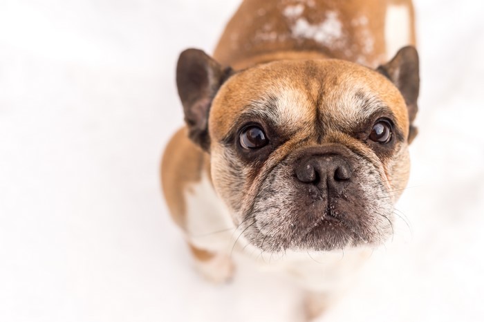 French Bulldog in Snow