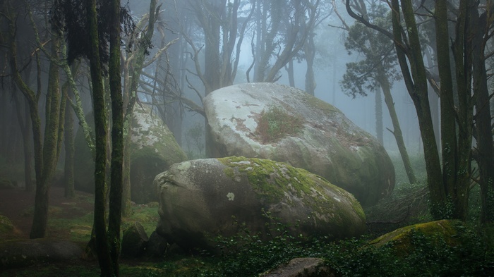 Misty forest with large moss-covered boulders