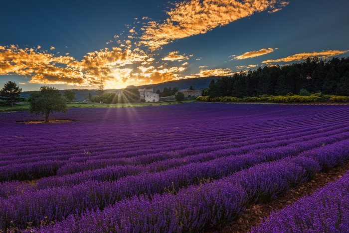 Lavender field at sunset with sun rays