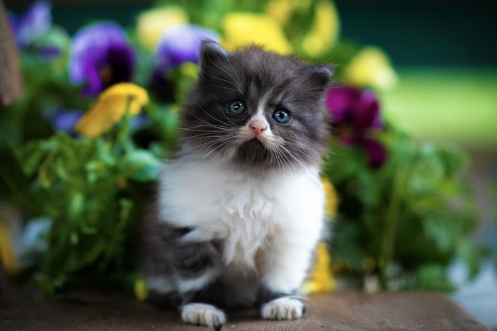 Fluffy kitten with blue eyes sitting in front of flowers