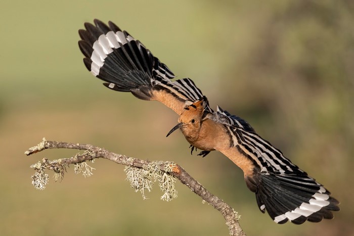 Hoopoe bird in flight near a branch