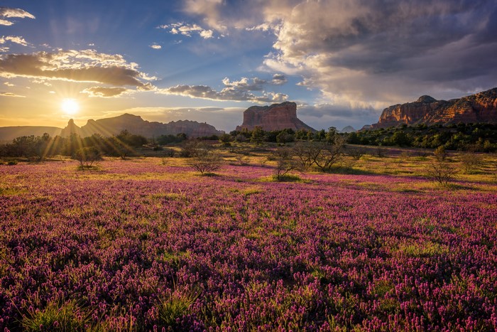 Sunrise over Sedona Grasslands with Purple Flowers and Mountains