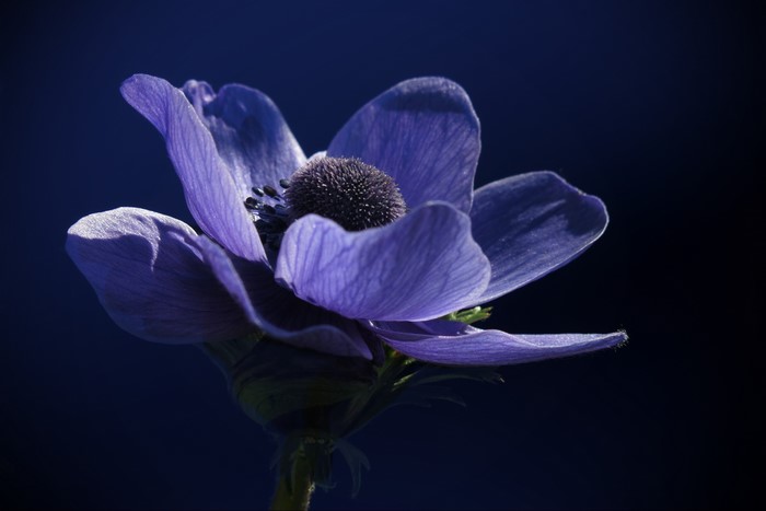 Closeup of a Blue Anemone Flower