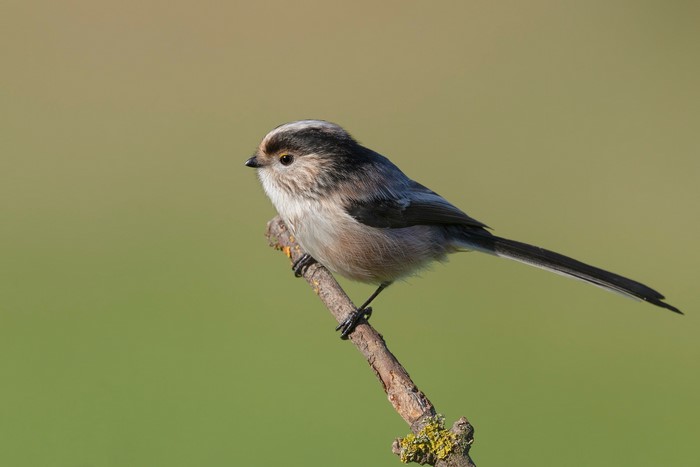 Long-tailed tit perched on a branch