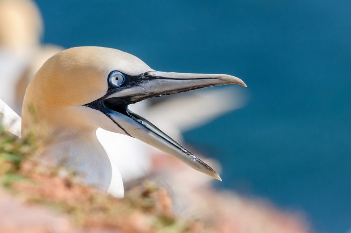 Northern Gannet Bird Closeup