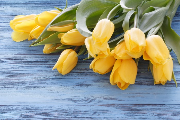 Yellow Tulips on Blue Wood Planks