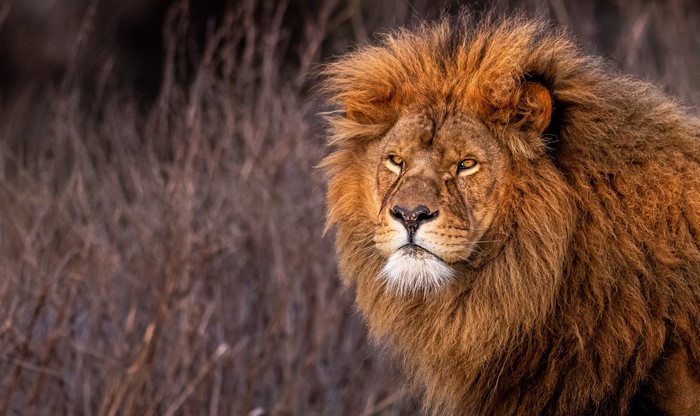 Lion with a mane in tall grass