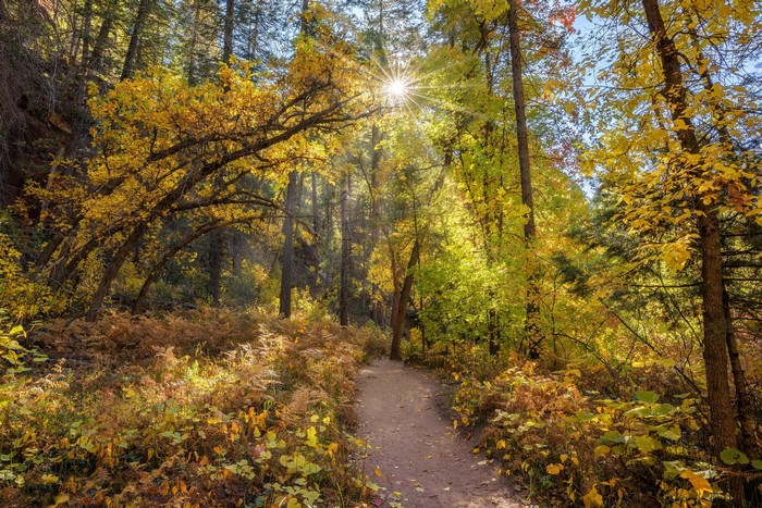 Autumn forest trail with sunbeams in Sedona, Arizona