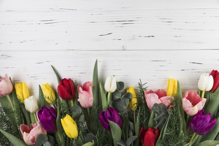 Multicolor Tulips on White Wood Planks