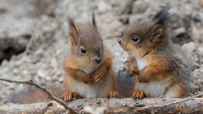 Two baby squirrels sitting on a branch