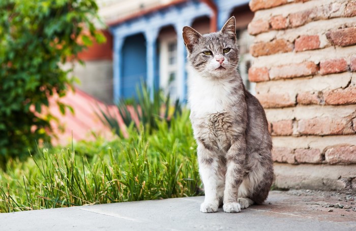 Cat Sitting Near Brick Wall