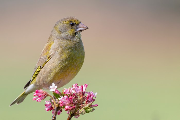 Greenfinch perched on pink flowers