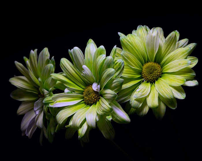 Three green chrysanthemums on a black background