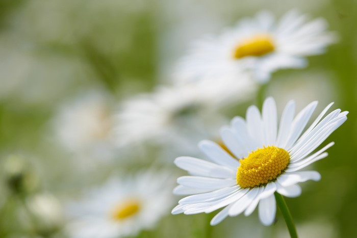 Close-up of white daisies with yellow centers and bokeh background