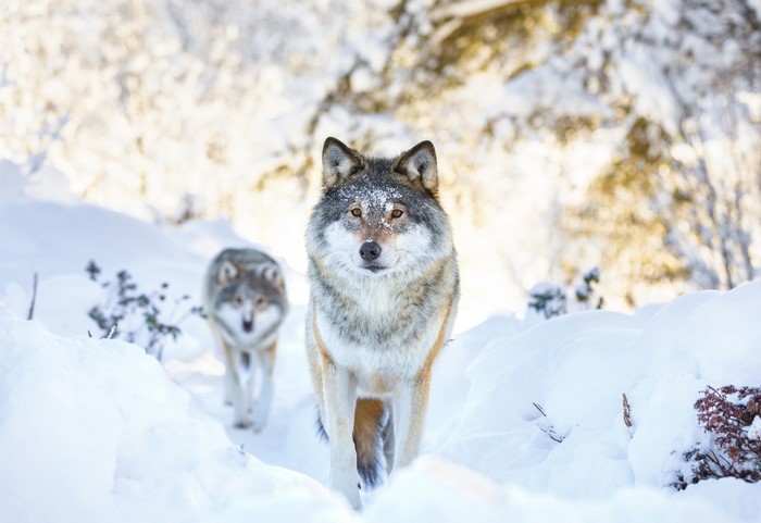 Two wolves walking in the snow