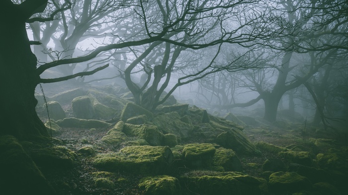 Misty forest with moss-covered rocks and bare trees