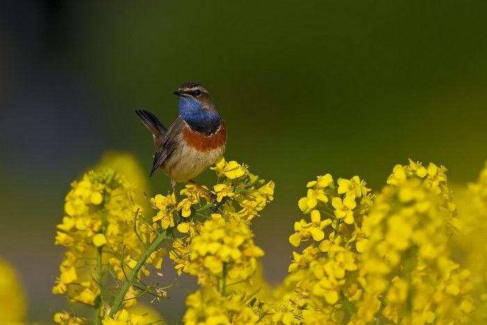Bluethroat bird on rapeseed flowers