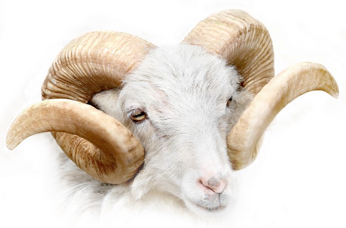 Ram head with large curled horns