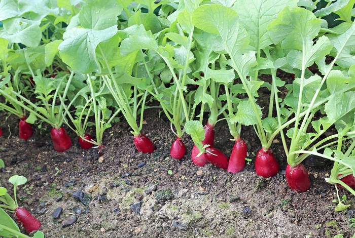 Radishes growing in soil
