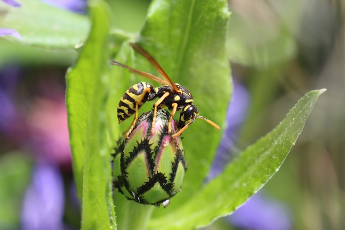 Wasp on a flower bud