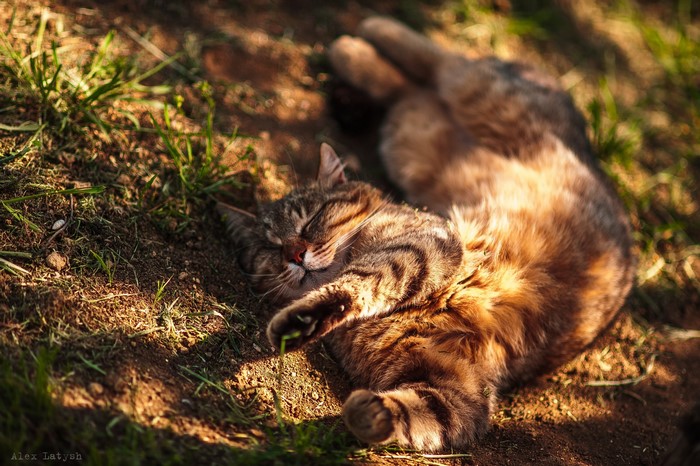 Cat sleeping on the ground in sunlight