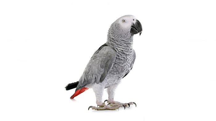 African Grey Parrot (Psittacus erithacus) on white background