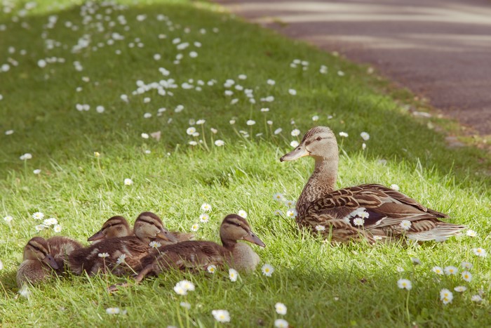 Mother duck and ducklings in grass with daisies