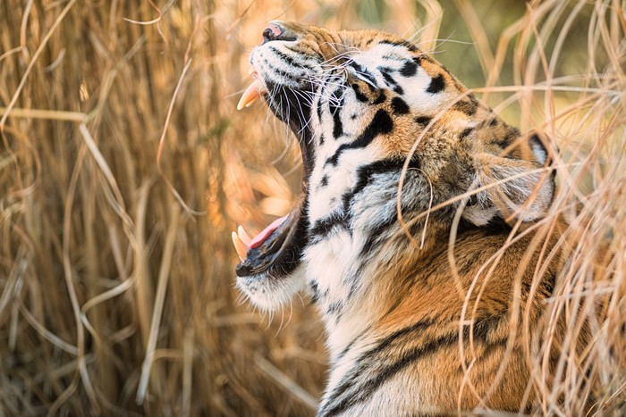 Tiger yawning in tall dry grass