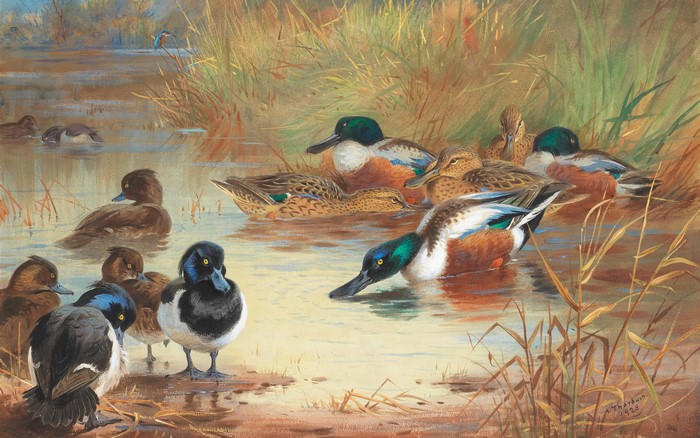Archibald Thorburn's Shoveler and Tufted Duck Painting