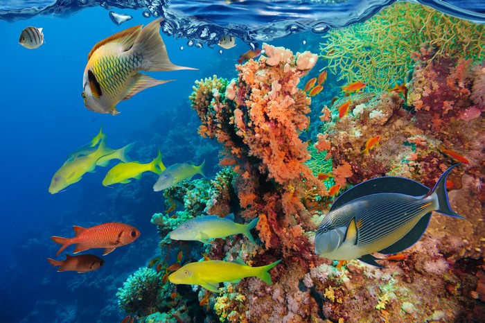 Underwater world with fish and corals