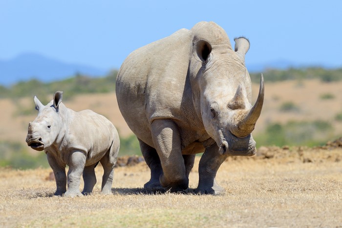 Mother and baby rhino in a savanna