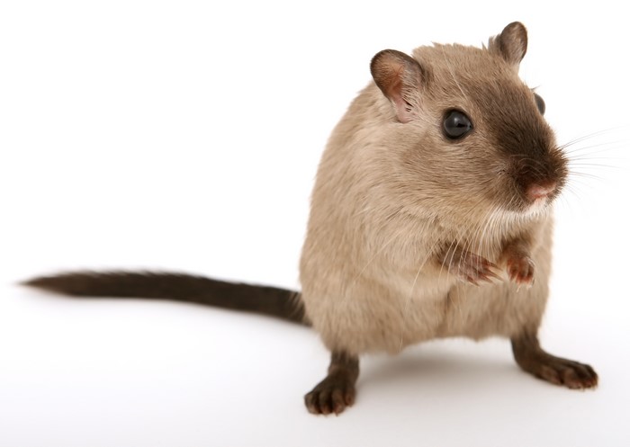 Gerbil on a white background