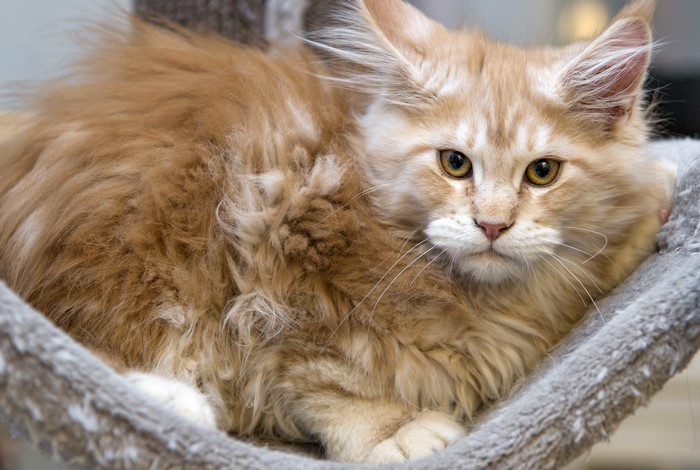 Fluffy orange Maine Coon cat resting