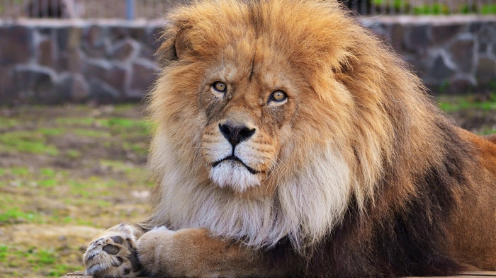 Lion with a mane lying down