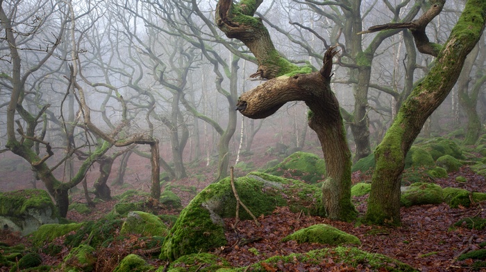 Twisted trees in a foggy forest with mossy rocks
